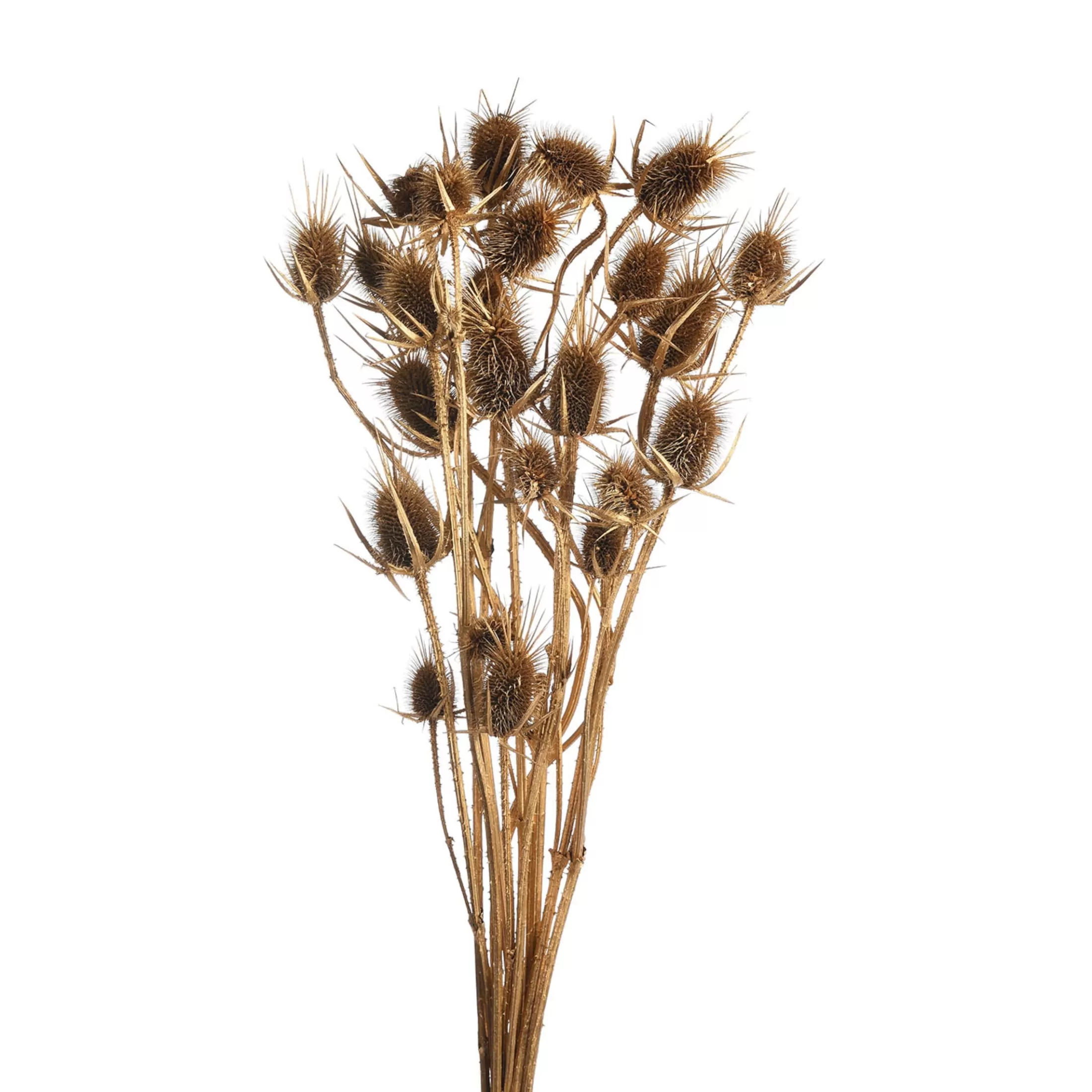 Depot Einzelblumen & Zweige>Trockenblumenbund Distel